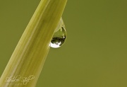 12th Mar 2011 - My garden in a droplet