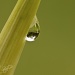 My garden in a droplet by bella_ss