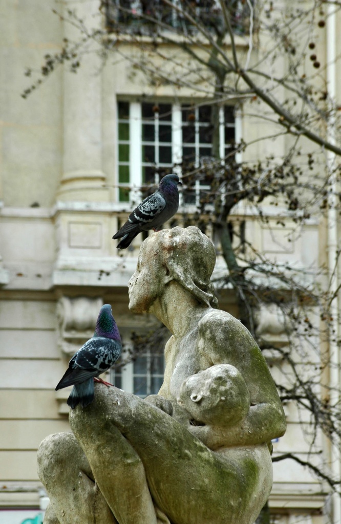2 pigeons  by parisouailleurs