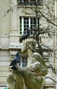 12th Mar 2011 - 2 pigeons 