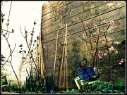12th Mar 2011 - Awaiting spring
