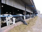 12th Mar 2011 - Cows 