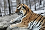 13th Mar 2011 - Tiger