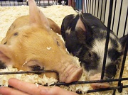 12th Mar 2011 - This Little Piggy