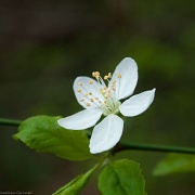 13th Mar 2011 - A single blossom