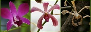 13th Mar 2011 - orchids