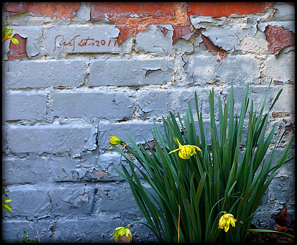 Daffodils and Old Paint by peggysirk