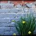 Daffodils and Old Paint by peggysirk