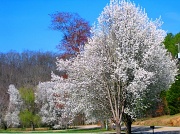 12th Mar 2011 - Flowering Pear Trees