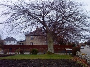 12th Mar 2011 - No 3 Copper Beech Tree