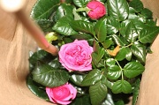 13th Mar 2011 - Mini Rose Plant