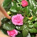 Mini Rose Plant by hjbenson