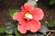 13th Mar 2011 - Flower and Butterfly