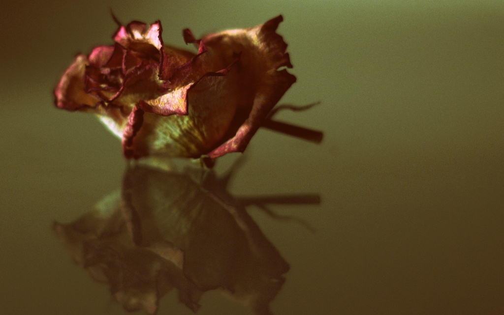 Rosey Reflections by andycoleborn