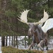 When moose fly..... by mandyj92