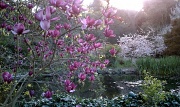 13th Mar 2011 - Spring in Bloom