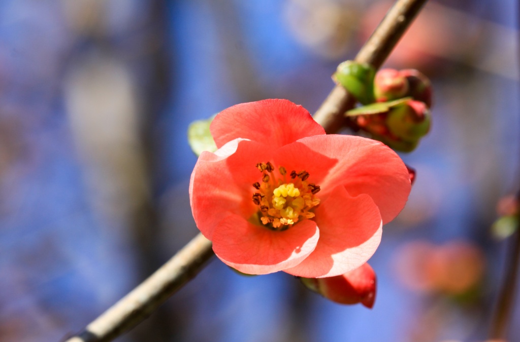 Quince Blossom by jbritt