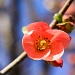 Quince Blossom by jbritt