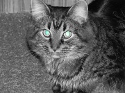16th Mar 2011 - Cat Eyes