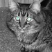 Cat Eyes by mej2011
