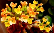 14th Mar 2011 - Kalanchoe flowers