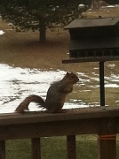 13th Mar 2011 - Squirrel Again