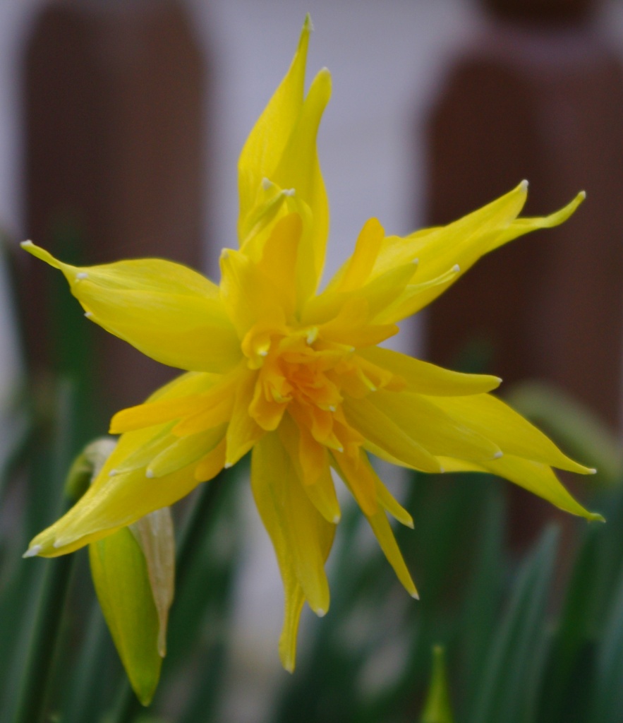 Daffodil  by karendalling