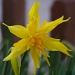 Daffodil  by karendalling