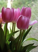 14th Mar 2011 - Real Baddies Don't Do Tulips