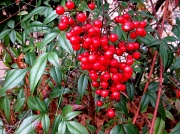 2nd Mar 2011 - Red Berries