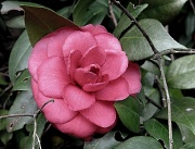 3rd Mar 2011 - Camellia