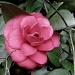 Camellia by vernabeth