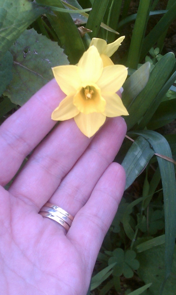 Mini Daffodils by msfyste