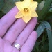 Mini Daffodils by msfyste