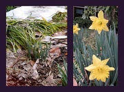 15th Mar 2010 - Daffodils-Then and Now