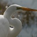Egret and Bokeh by kerristephens