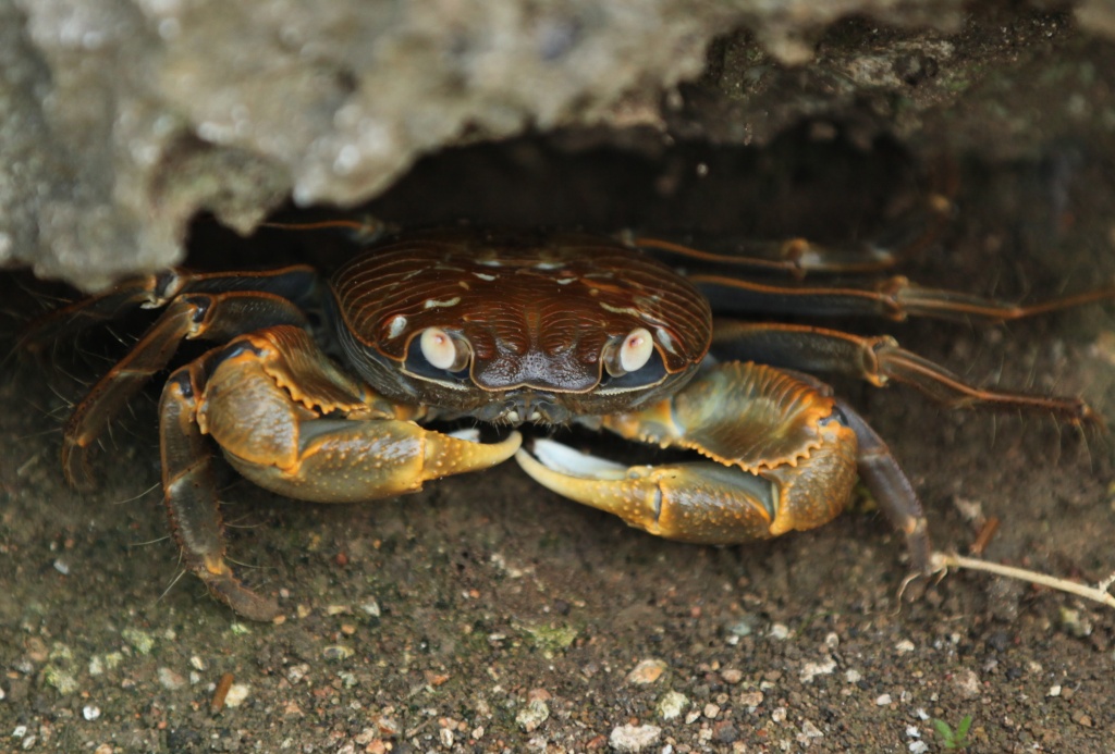 feeling crabby today - a bit between a rock and a hard place by lbmcshutter