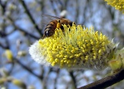 13th Mar 2011 - Willow Bee