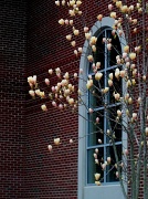 10th Mar 2011 - Japanese Magnolias