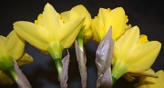 15th Mar 2011 - Bursting daffodils