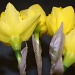 Bursting daffodils by karendalling