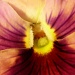 Heart of the Pansy by geertje