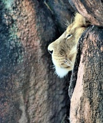 15th Mar 2011 - The lion.