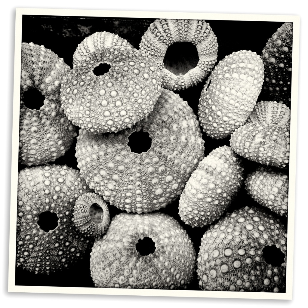 Sea Urchins by aikiuser