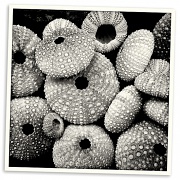 15th Mar 2011 - Sea Urchins