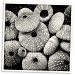 Sea Urchins by aikiuser