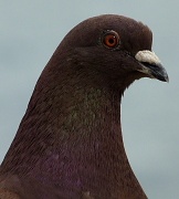 16th Mar 2011 - Pigeon