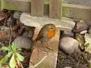16th Mar 2011 - 'My' Robin.