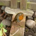 'My' Robin. by moominmomma