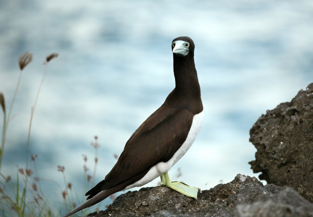 Brown Booby on cliff edge by lbmcshutter
